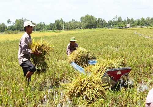 Luật đất đai 1993 ban hành quy định sử dụng đất hợp lý